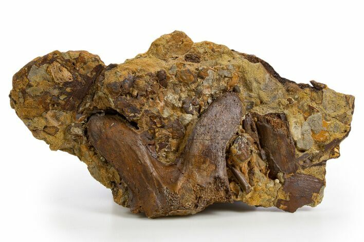 Fossil Dinosaur Bones and Tendon in Sandstone - Wyoming #330985